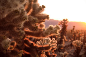 USA, United States of America, california, palm Springs, Joshua Tree National Park, Cholla Cactus Garden USA, United States of America, california, palm Springs, Joshua Tree National Park, Cholla Cactus Garden